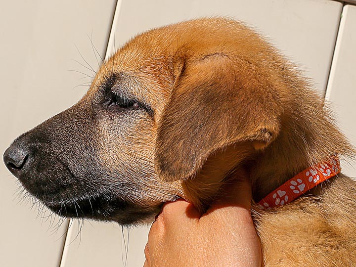 chinook puppy